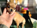 Show Kalite Tea Cup Chihuahua Yavrumuz 