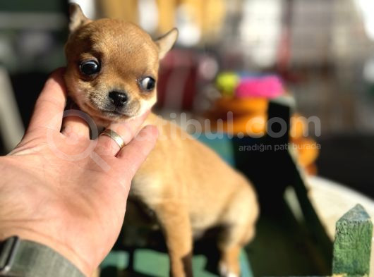 Show Kalite Tea Cup Chihuahua Yavrumuz  görsel