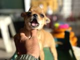 Show Kalite Tea Cup Chihuahua Yavrumuz 