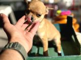 Show Kalite Tea Cup Chihuahua Yavrumuz 