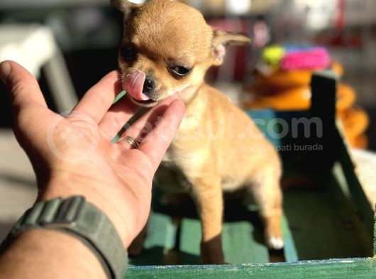 Show Kalite Tea Cup Chihuahua Yavrumuz  görsel