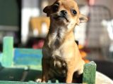 Show Kalite Tea Cup Chihuahua Yavrumuz 