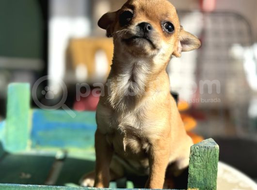 Show Kalite Tea Cup Chihuahua Yavrumuz  görsel