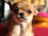 Show Kalite Tea Cup Chihuahua Yavrumuz 