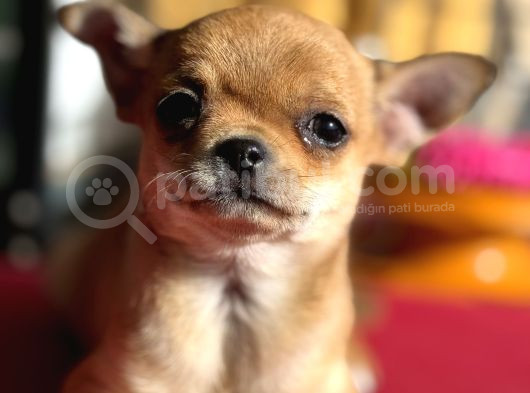 Show Kalite Tea Cup Chihuahua Yavrumuz  görsel