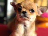 Show Kalite Tea Cup Chihuahua Yavrumuz 