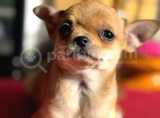 Show Kalite Tea Cup Chihuahua Yavrumuz  görsel