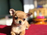 Show Kalite Tea Cup Chihuahua Yavrumuz 