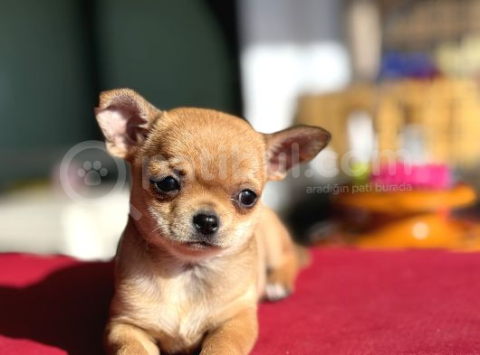 Show Kalite Tea Cup Chihuahua Yavrumuz  görsel