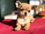 Show Kalite Tea Cup Chihuahua Yavrumuz 