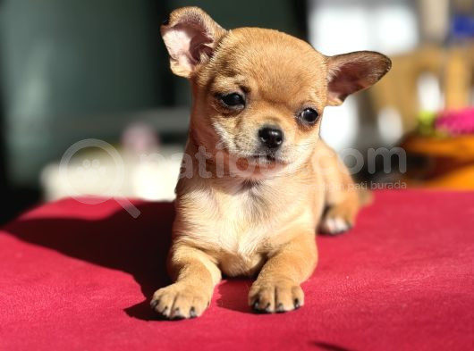 Show Kalite Tea Cup Chihuahua Yavrumuz  görsel