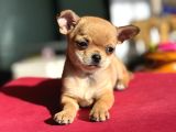 Show Kalite Tea cup chihuahua yavrumuz 