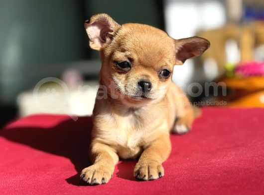 Show Kalite Tea Cup Chihuahua Yavrumuz 