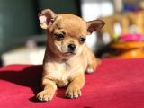 Show Kalite Tea Cup Chihuahua Yavrumuz 