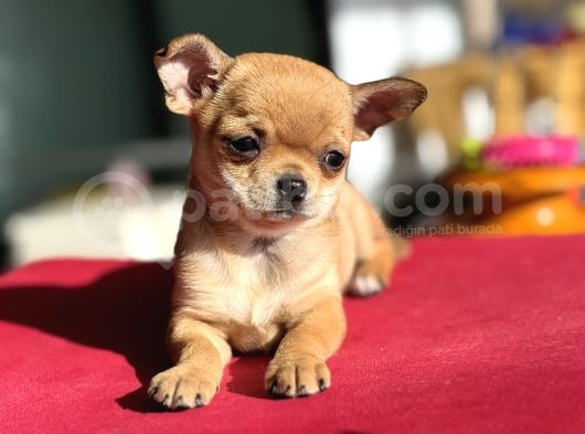 Show Kalite Tea Cup Chihuahua Yavrumuz  görsel