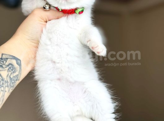 Top Kafa British Shorthair Golden Point görsel