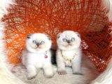 Irkının En Güzeli En İddialısı Scottish Fold Bluepoint