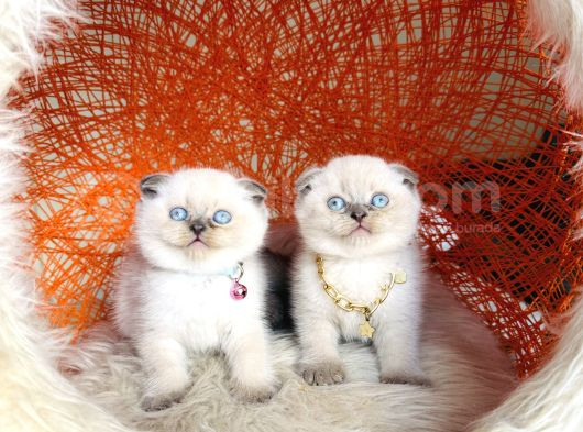 Irkının En Güzeli En İddialısı Scottish Fold Bluepoint