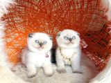 Irkının En Güzeli En İddialısı Scottish Fold Bluepoint