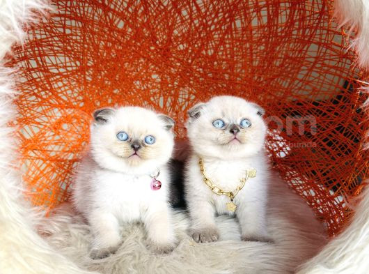 Irkının En Güzeli En İddialısı Scottish Fold Bluepoint görsel