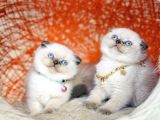 Irkının En Güzeli En İddialısı Scottish Fold Bluepoint
