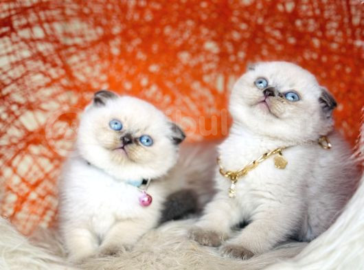 Irkının En Güzeli En İddialısı Scottish Fold Bluepoint görsel