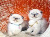 Irkının En Güzeli En İddialısı Scottish Fold Bluepoint