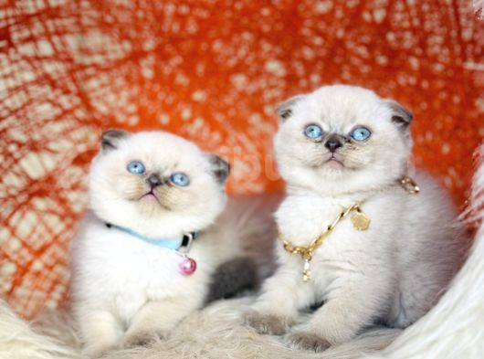 Irkının En Güzeli En İddialısı Scottish Fold Bluepoint görsel