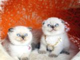 Irkının En Güzeli En İddialısı Scottish Fold Bluepoint