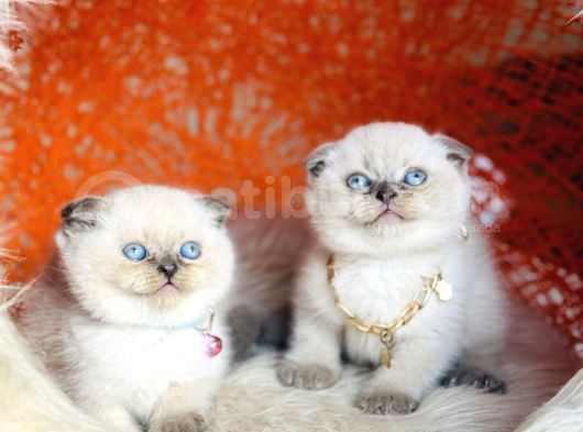 Irkının En Güzeli En İddialısı Scottish Fold Bluepoint görsel