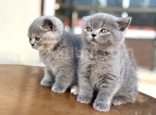 Çok Özel British Shorthair Yavrularımız Ziyarete Açık görsel