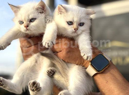 Çok Özel British Shorthair Yavrularımız Ziyarete Açık görsel