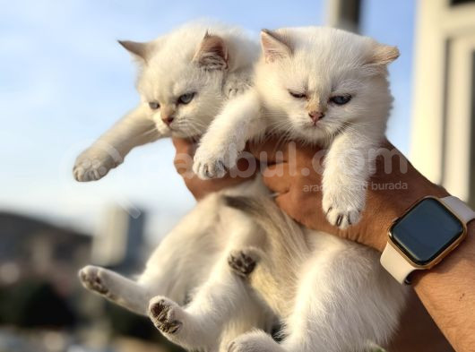 Çok Özel British Shorthair Yavrularımız Ziyarete Açık görsel