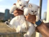 Çok özel British Shorthair Yavrularımız ziyarete açık