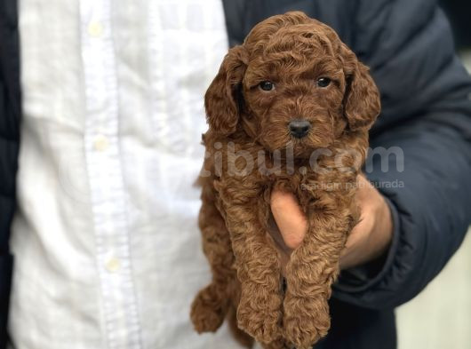 Red Toy Poodle Bebeği̇mi̇z A Kali̇te görsel