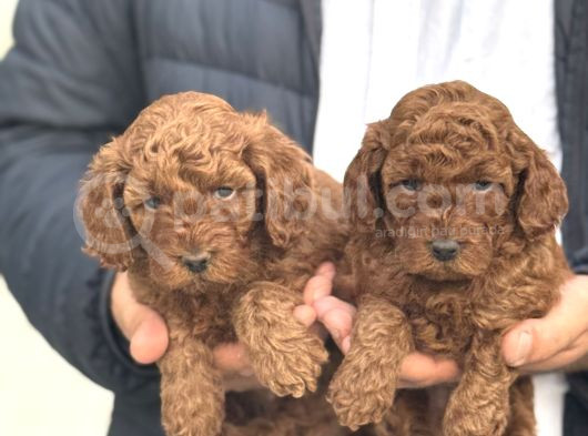 Red Toy Poodle Bebeği̇mi̇z A Kali̇te