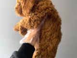 3 Aylık Safkan Toy Poodle