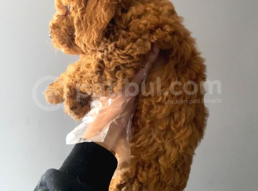 3 Aylık Safkan Toy Poodle görsel