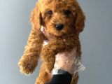 3 aylık safkan toy poodle