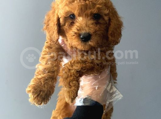 3 Aylık Safkan Toy Poodle