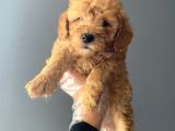 3 Aylık Safkan Toy Poodle