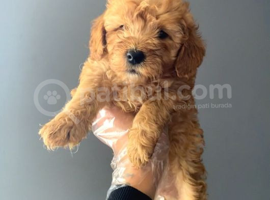3 Aylık Safkan Toy Poodle görsel