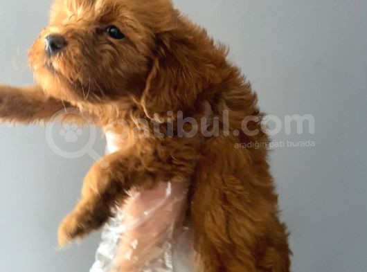 3 Aylık Safkan Maltipoo görsel