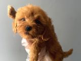 3 aylık safkan maltipoo
