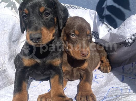 Şampiyon Soydan Doberman Yavrular görsel