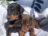 Şampiyon Soydan Doberman Yavrular