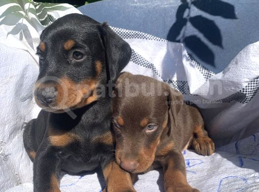 Şampiyon Soydan Doberman Yavrular görsel