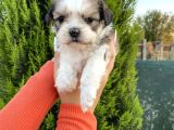 Sağlık Ve Irk Garantisi Altında Shih Tzu Yavrularımız