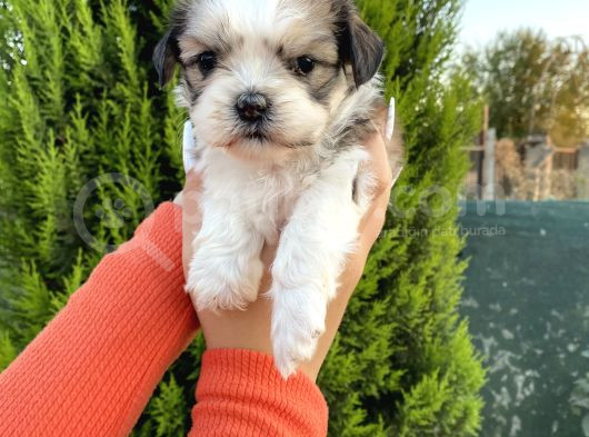Sağlık Ve Irk Garantisi Altında Shih Tzu Yavrularımız görsel