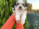 Sağlık Ve Irk Garantisi Altında Shih Tzu Yavrularımız